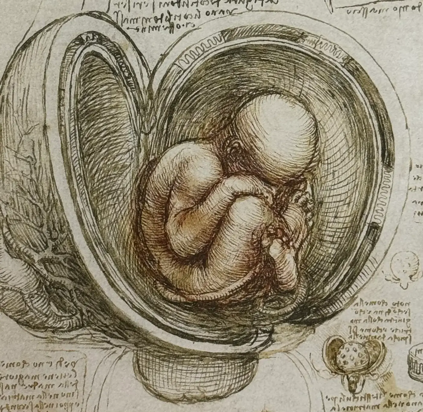 Dessin anatomique de Léonard, fœtus dans l'utérus