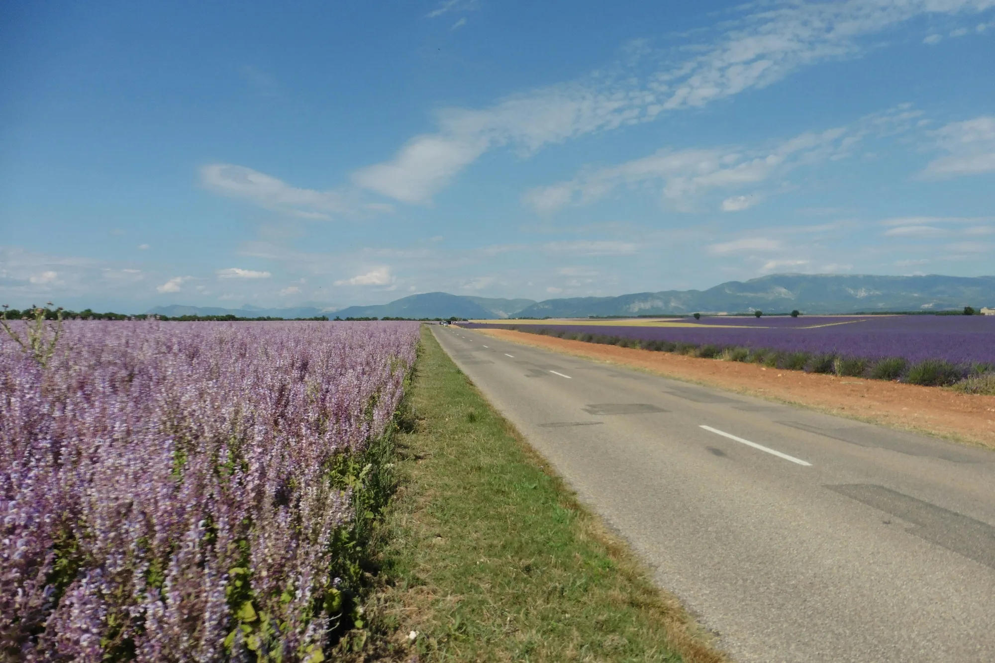 Route bordée de champs de lavande en Provence