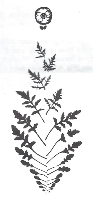 Planche botanique : métamorphose des feuilles jusqu'à la fleur