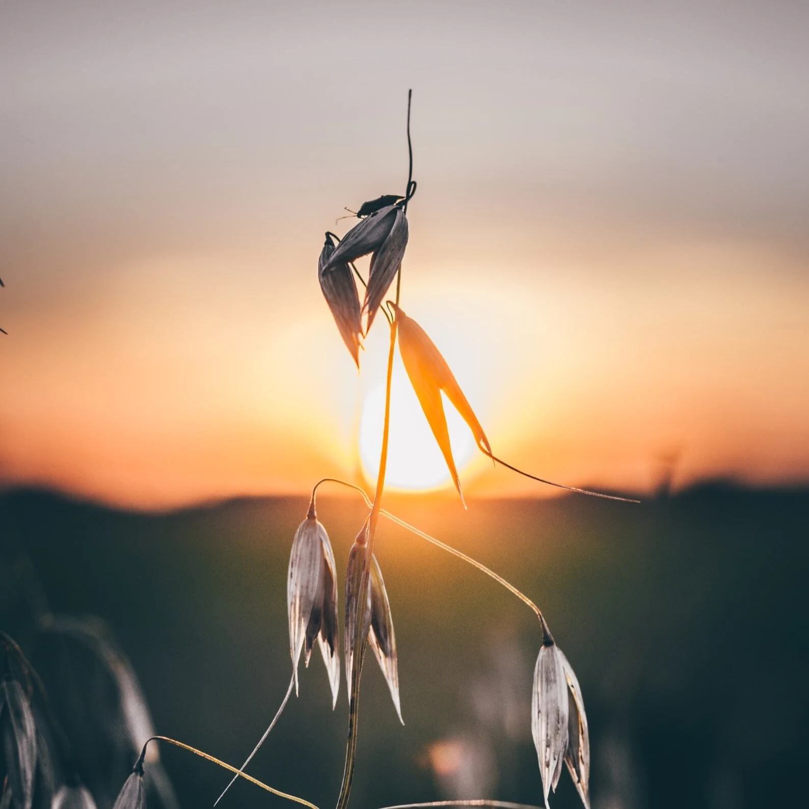 Épis d'avoine à contre-jour au coucher du soleil
