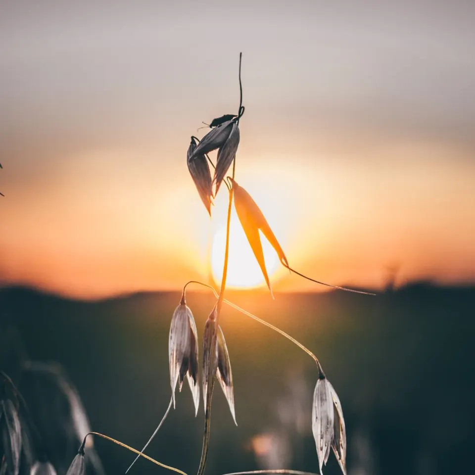 Épis d'avoine à contre-jour au coucher du soleil