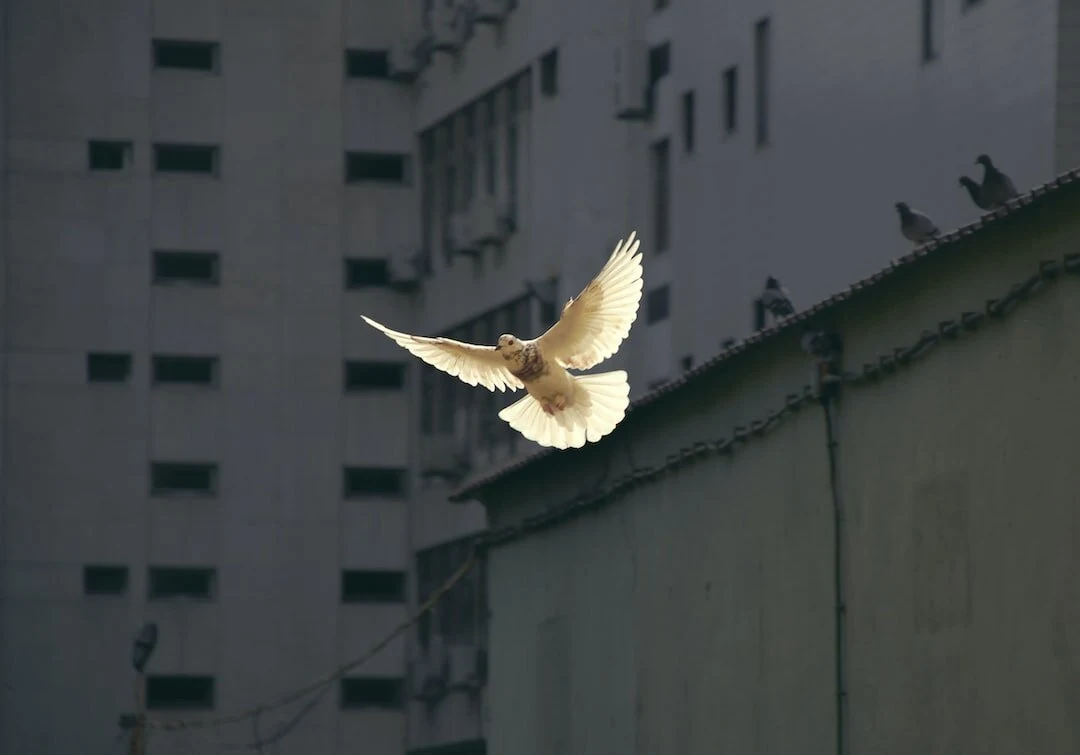 Colombe blanche en vol devant des immeubles gris