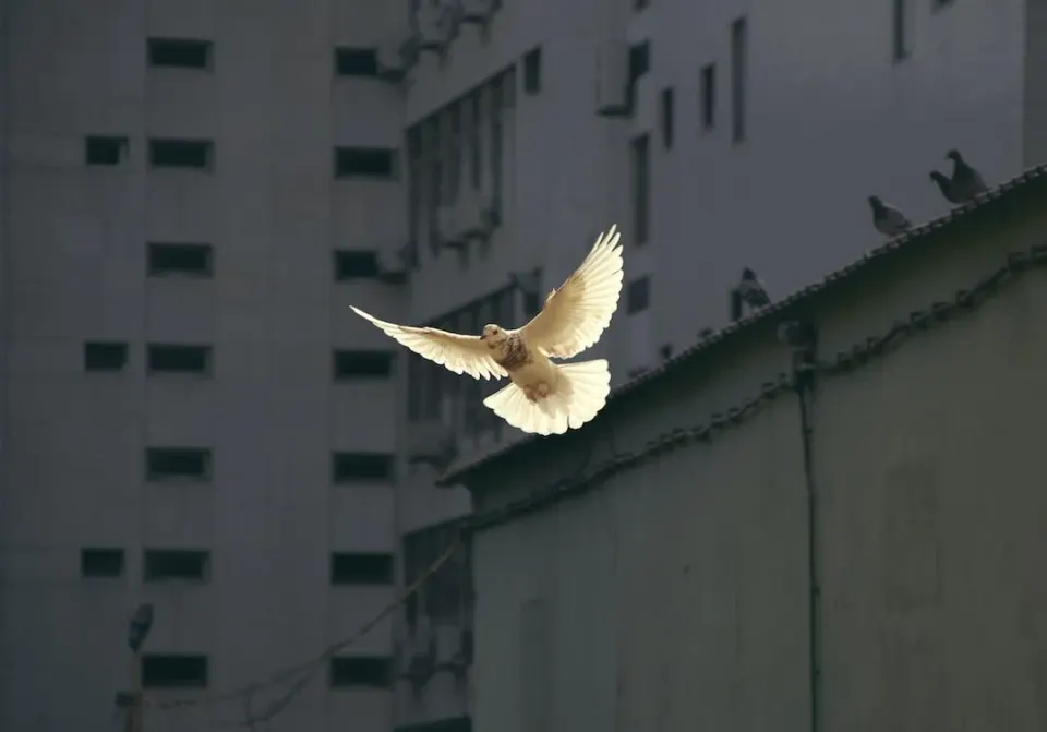 Colombe blanche en vol devant des immeubles gris