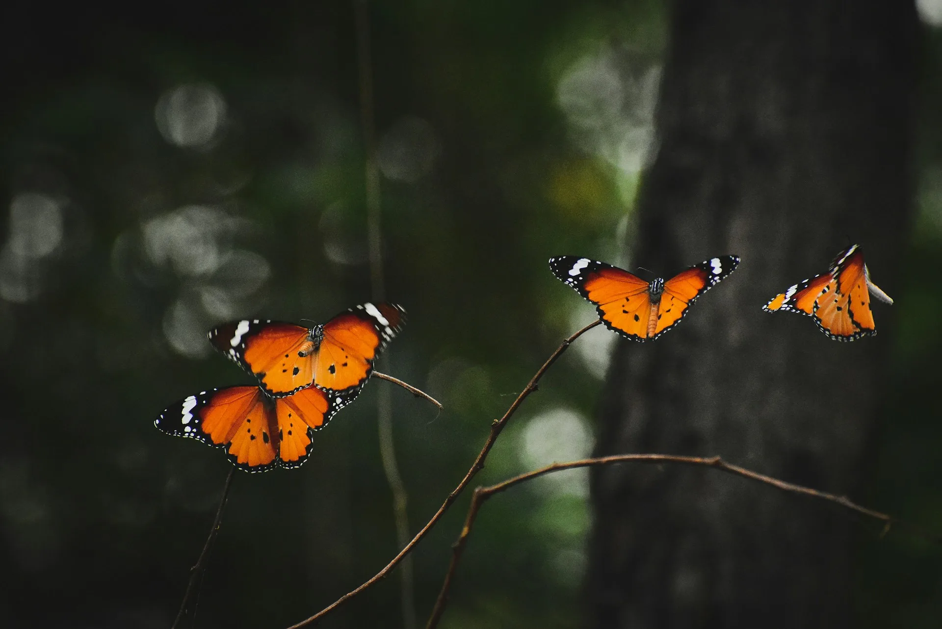 Quatre papillons orange posés sur une branche