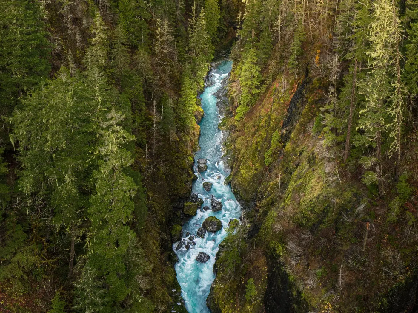 Vue aérienne d'une rivière turquoise en forêt de conifères