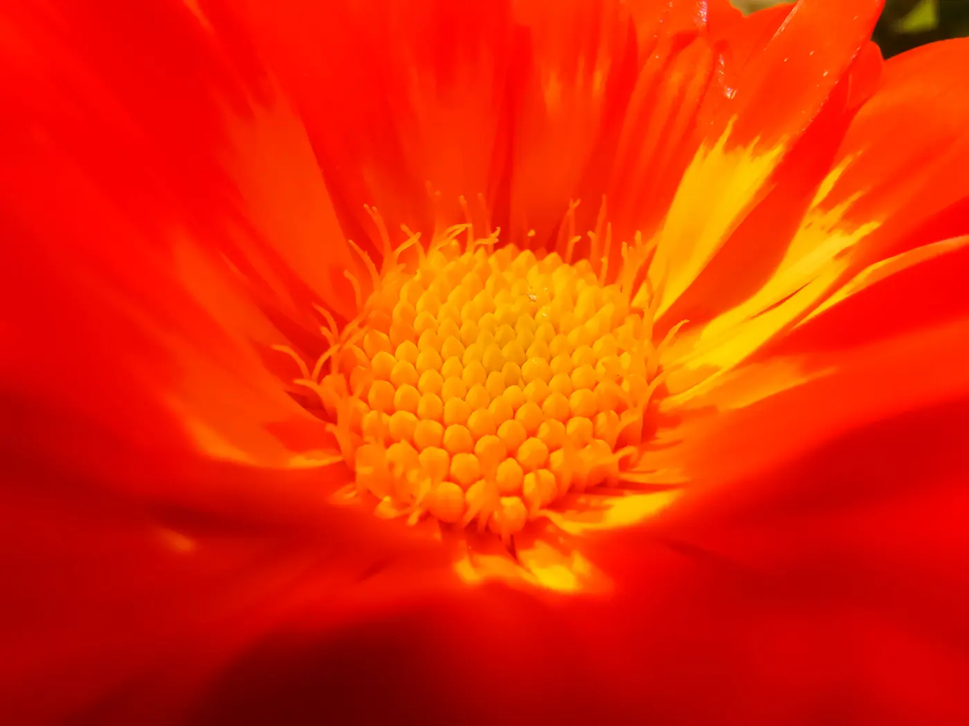 Macrophotographie d'une fleur orange au cœur jaune